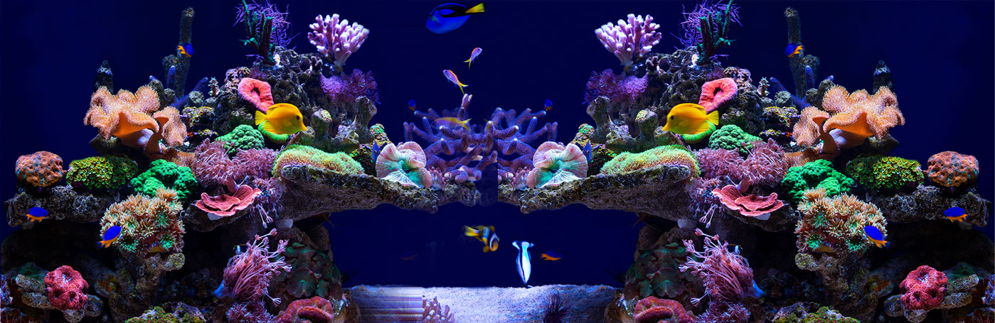 Saltwater Aquarium Supplies with Extra Care let's bring ocean to our tank and enjoy the moments.