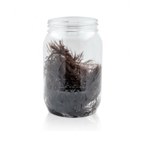 MOCHA SPIKE SPHERE - LIVE GRACILARIA TIKVAHIAE ALGAE - ALGAEBARN