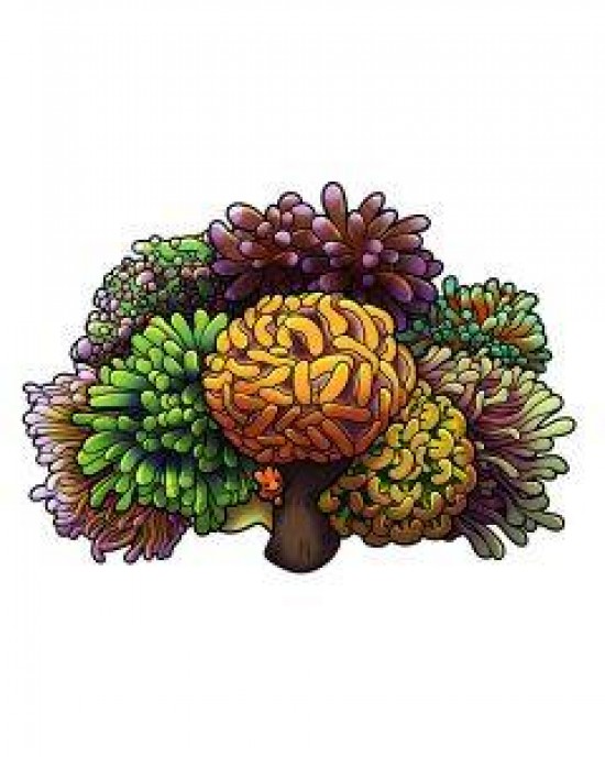 MR. CHILI EUPHYLLIN' IT STICKER - BULK REEF SUPPLY